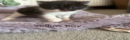 Mixed Breed cats for sale: Fluffy black and white kittens  - Advert 12