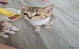 Selkirk Rex cats for sale: Pedigree Selkirk rex  kittens ready now  in Burnham-on-Sea - Image 1