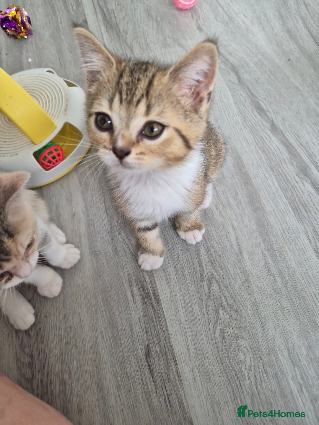 Selkirk Rex cats for sale: Pedigree Selkirk rex  kittens ready now  in Burnham-on-Sea - Image 1