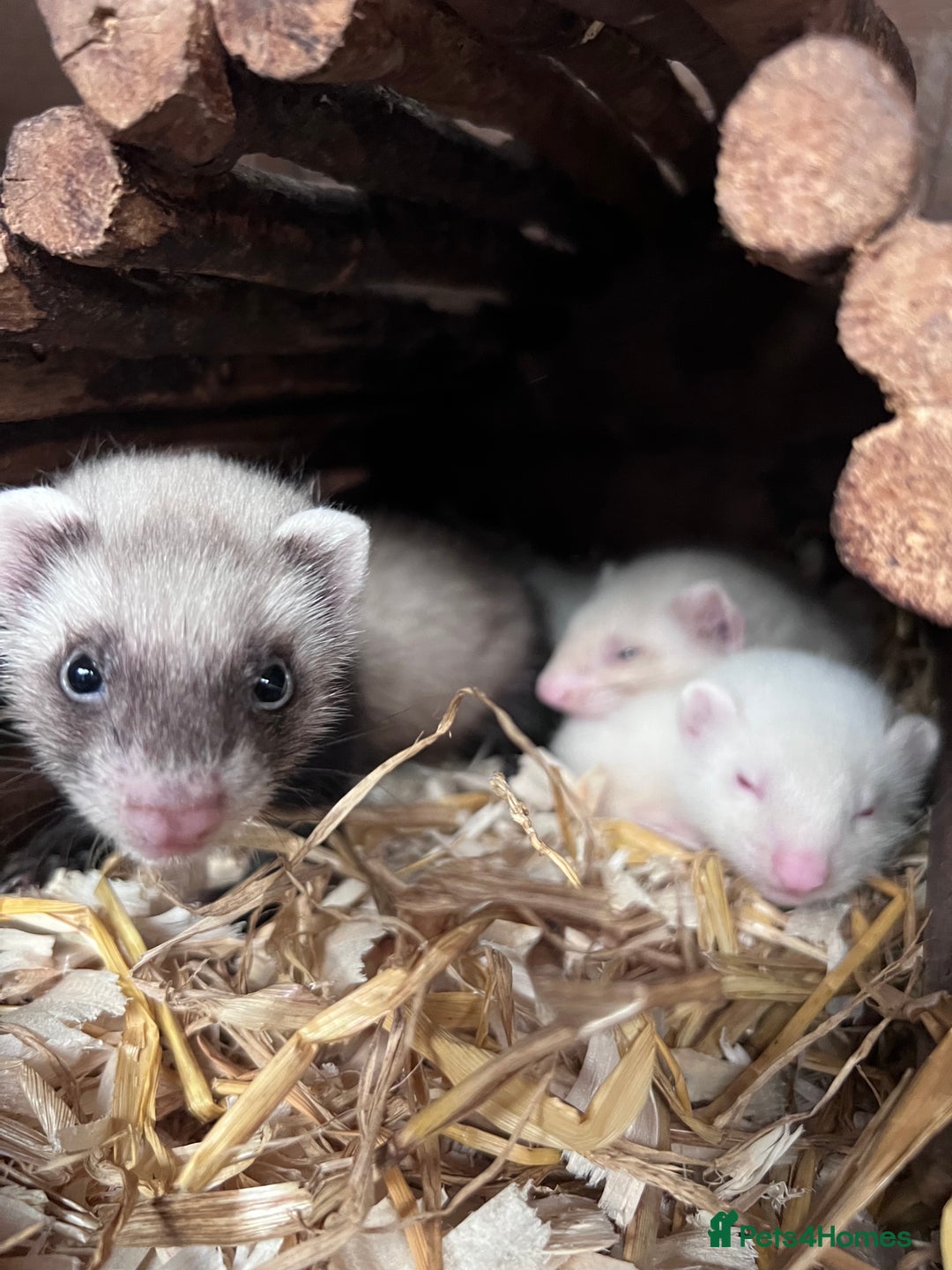 Ferret rodents for sale: Male ferrets born may 25 - Image 13