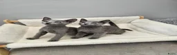 Russian Blue cats for sale: GCCF REGISTERED RUSSIAN BLUE KITTENS  - Advert 15