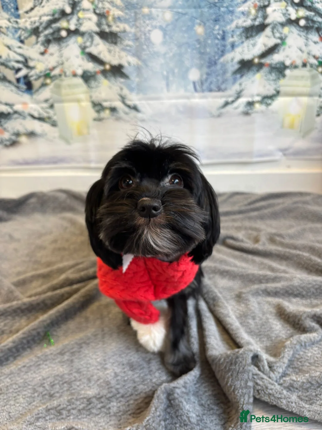 Biewer Terrier dogs for sale: Beautiful Biewer terrier girl in Kidderminster - Advert 1