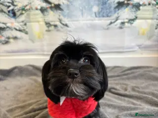 Biewer Terrier dogs Beautiful Biewer terrier girl in Kidderminster - Advert 5