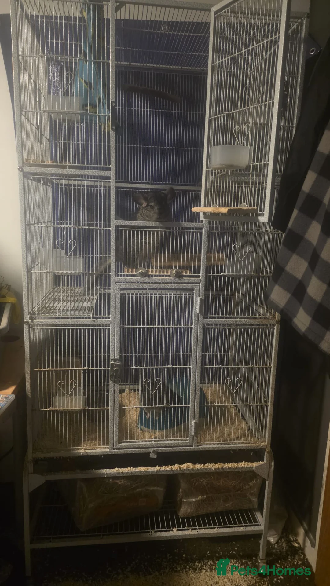 Chinchilla rodents for sale: 2 one year old male chinchillas - Advert 3