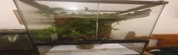 Stick Insects invertebrates for sale: Indian Stick Insect babies  - Advert 9