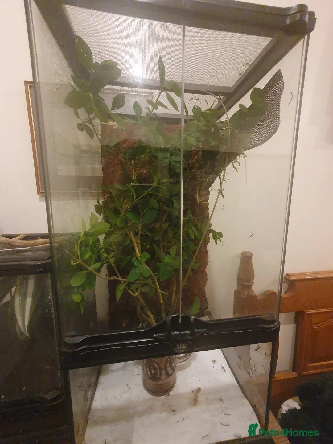 Stick Insects invertebrates for sale: Indian Stick Insect babies  - Advert 9