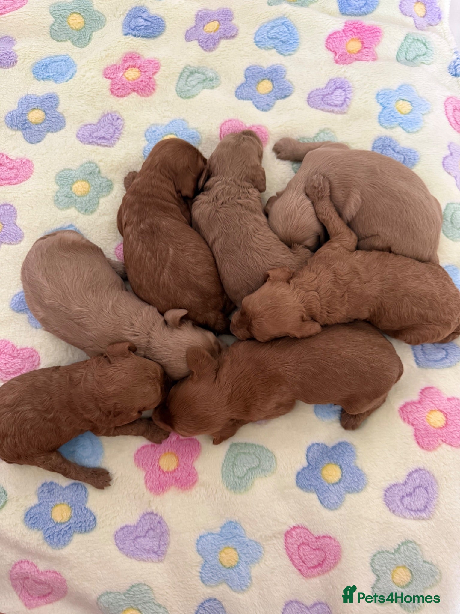 Cockapoo dogs 7 Beautiful Cockapoo Puppies  - Advert 1
