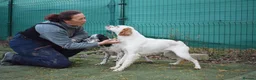 English Setter dogs for adoption: Torre - Advert 8