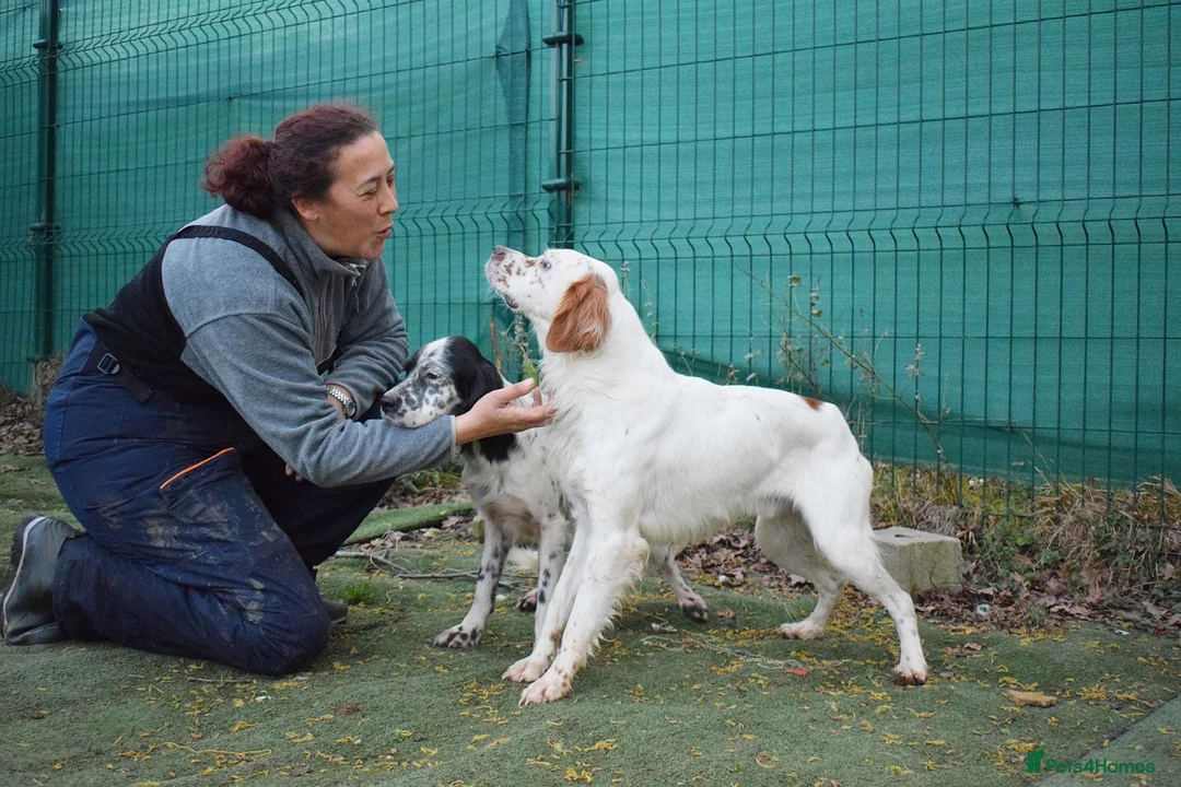 English Setter dogs for adoption: Torre - Advert 8