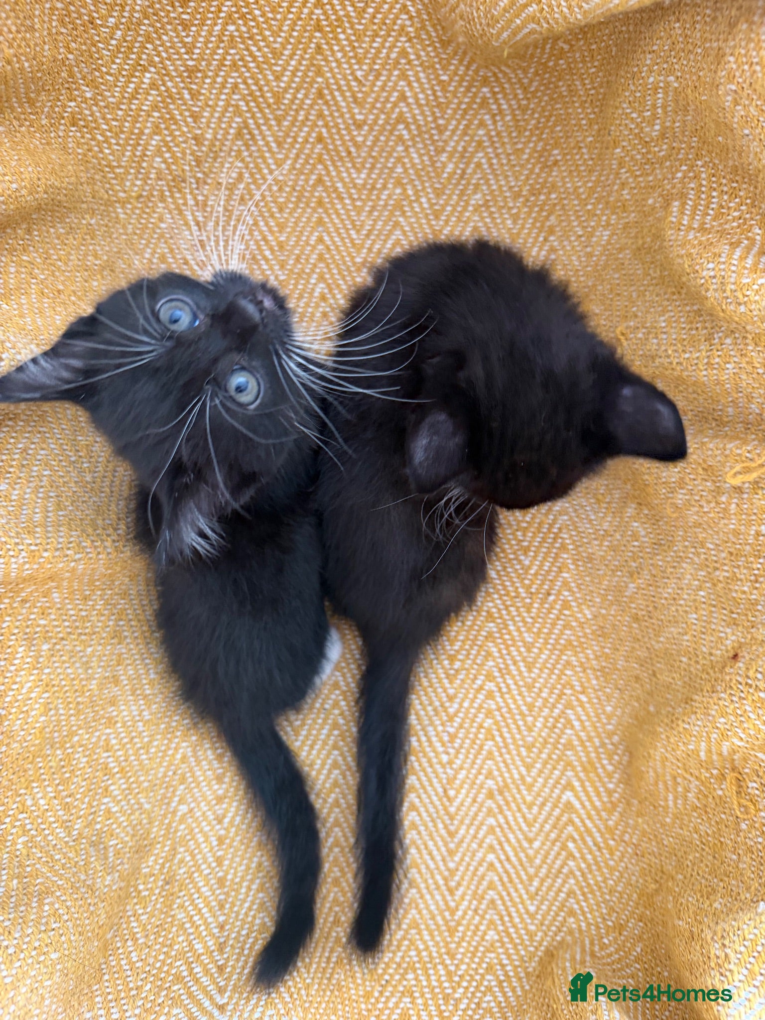 British Longhair cats Long haired kittens - Advert 14