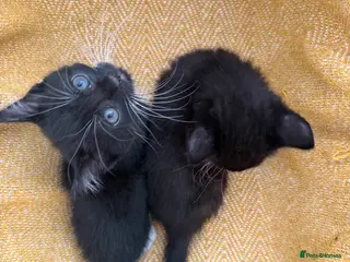 British Longhair cats Long haired kittens - Advert 14