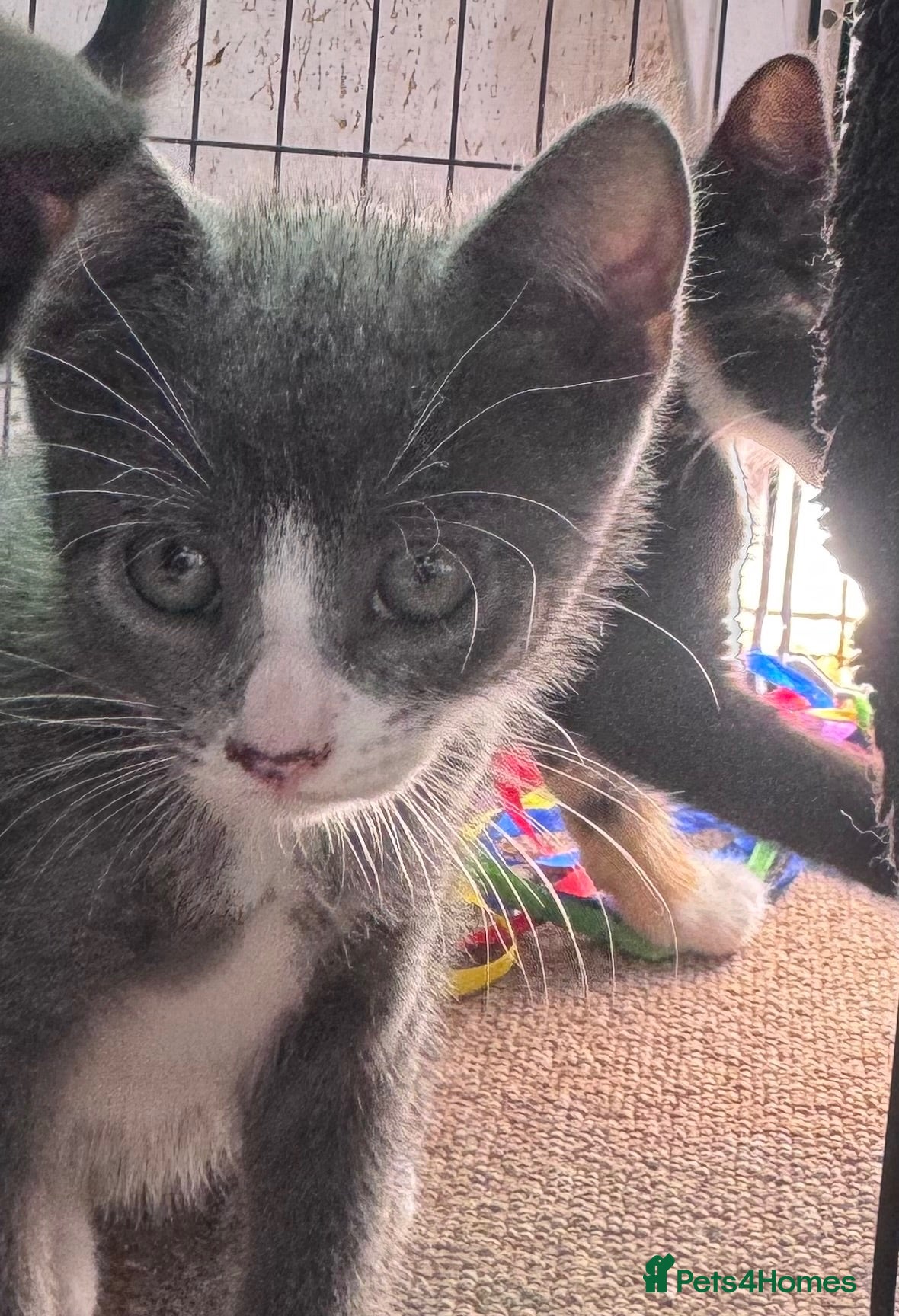 Mixed Breed cats 3 Gorgeous Kittens  - Advert 3