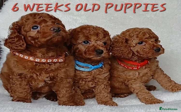 Cavapoo dogs - Advert 1