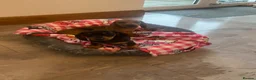 Dachshund dogs for sale: Miniature dashund  - Advert 5