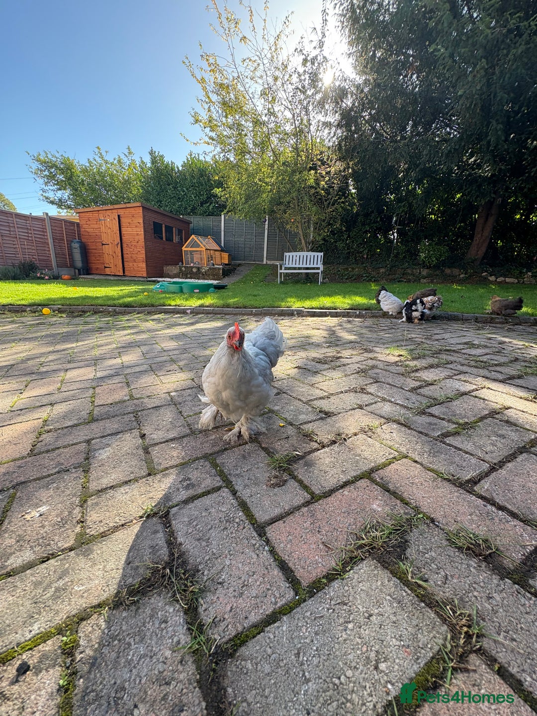 Chickens poultry for sale: Two Friendly Pekin Bantam Boys Looking for a home - Advert 1