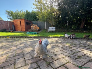 Chickens poultry Two Friendly Pekin Bantam Boys Looking for a home - Advert 1