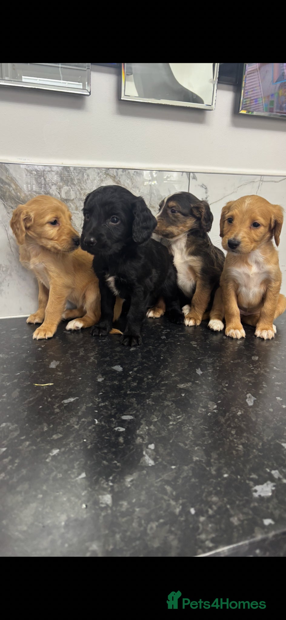 Maltipoo dogs 🐶 Silky coat maltipoo puppies (toy poodle) 🐶  - Advert 1