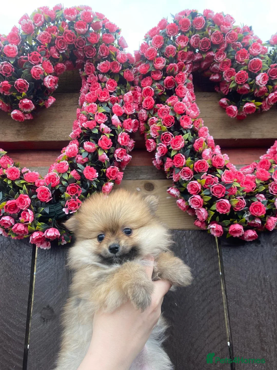 Pomeranian dogs for sale: Gorgeous pomeranian pups! in Lanark - Advert 3