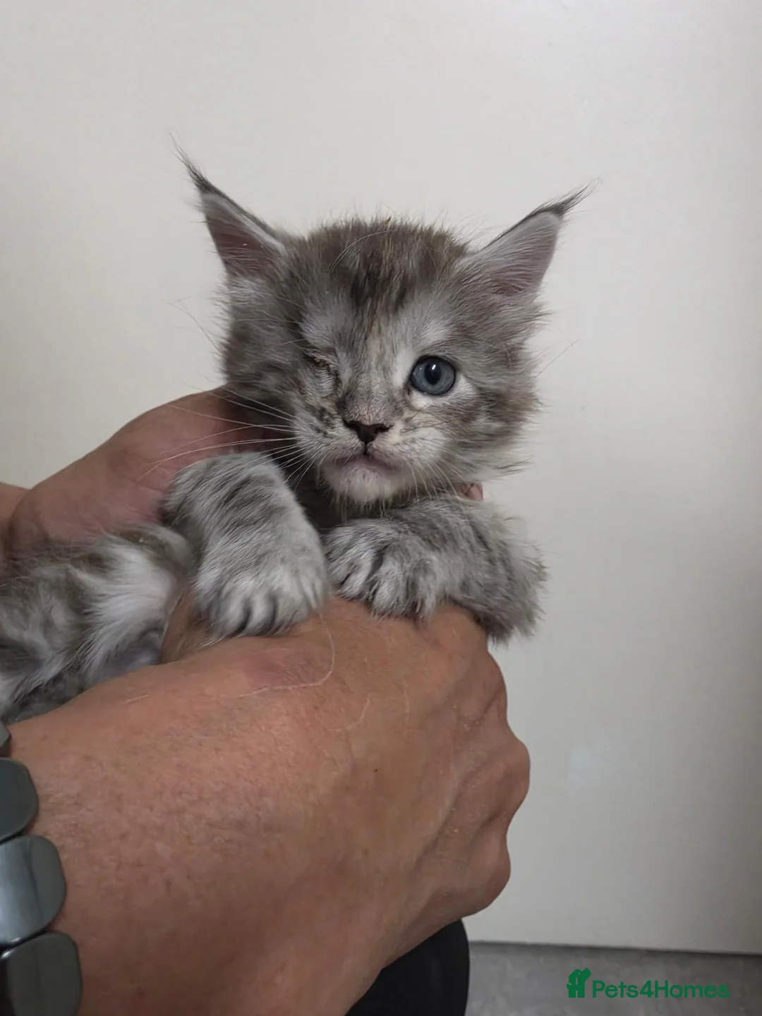 Maine Coon cats for sale: Maincoon Ragdoll Kitten Ready for loving home - Advert 2
