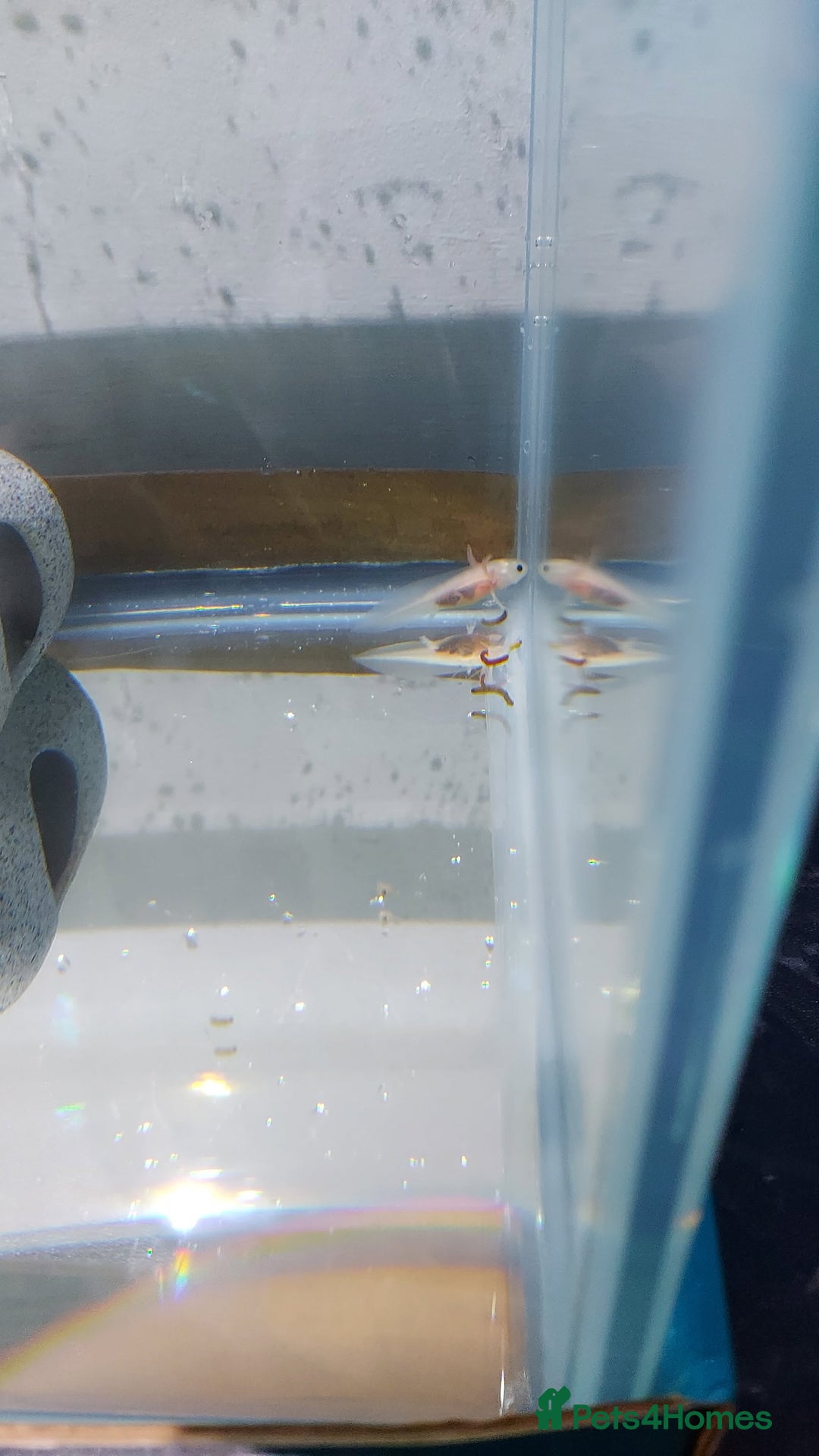 Axolotl reptiles for sale: Axolotyl and setup for sale - Advert 4