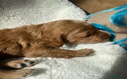 Mini Goldendoodle dogs for sale: 8 Lovingly Raised Miniature Goldendoodles  - Image 5