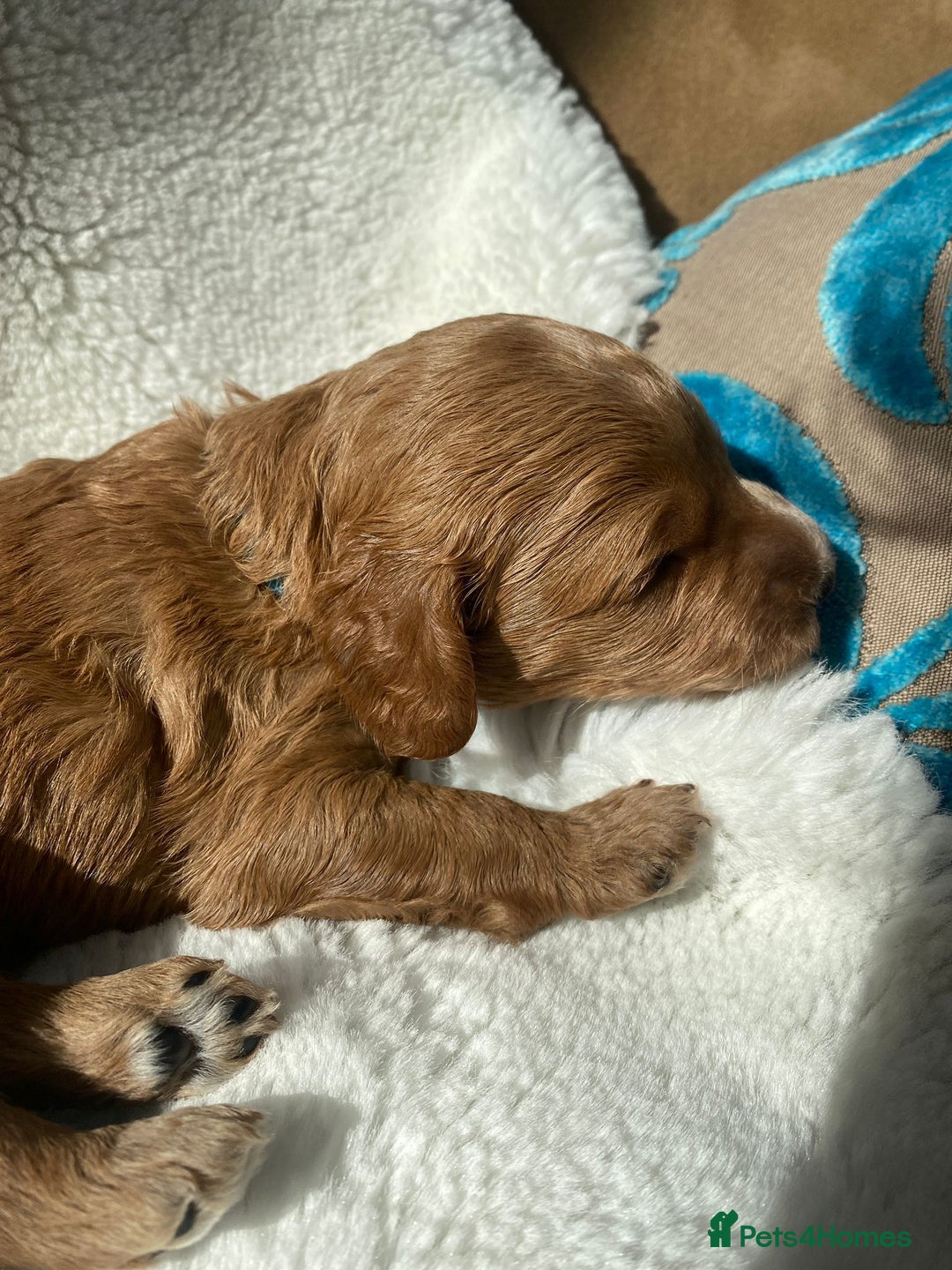 Mini Goldendoodle dogs for sale: 8 Lovingly Raised Miniature Goldendoodles  - Image 5