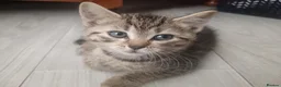 Mixed Breed cats for sale: 5 Beautiful Tabby Kittens  in Gravesend - Advert 6