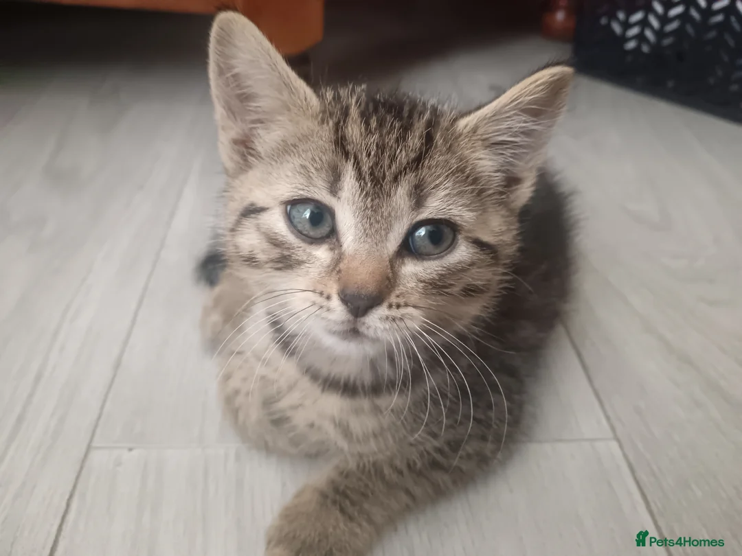 Mixed Breed cats for sale: 5 Beautiful Tabby Kittens  in Gravesend - Advert 6