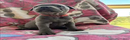 Staffordshire Bull Terrier dogs for sale: Our little rainbow litter has arrived! with joy/ki in Aylesbury - Advert 2