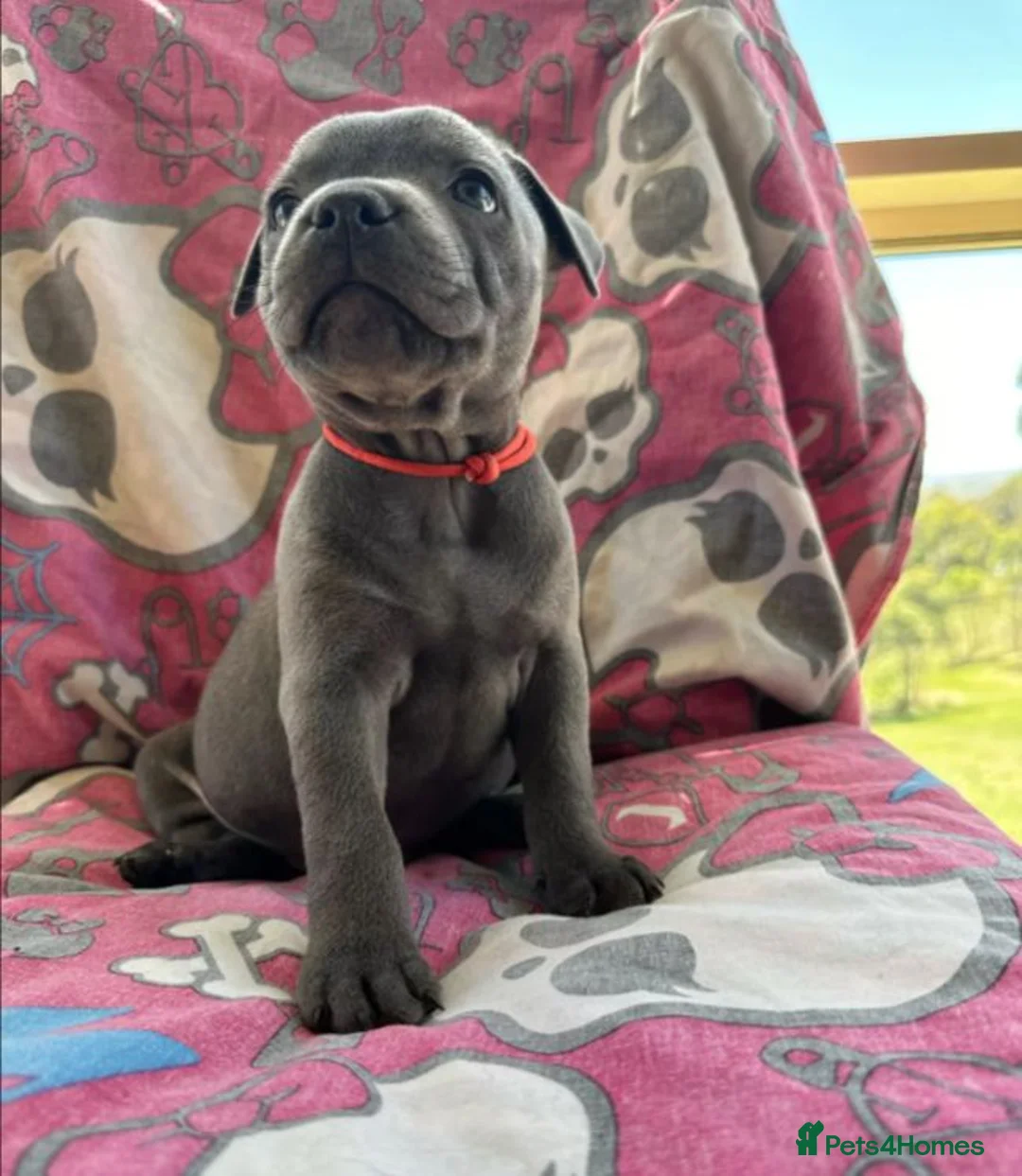 Staffordshire Bull Terrier dogs for sale: Our little rainbow litter has arrived! with joy/ki in Aylesbury - Advert 2