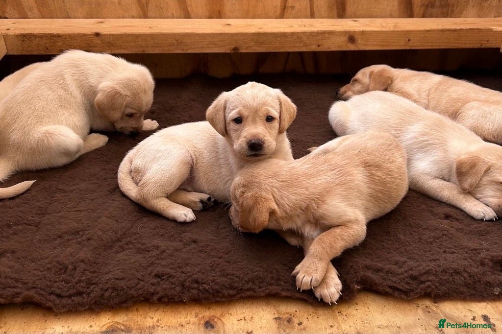 Labrador Retriever dogs KC registered Labrador puppies  - Advert 9