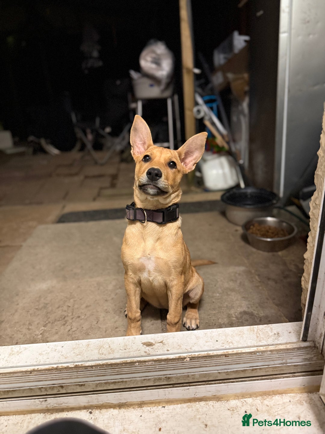 Mixed Breed dogs for sale: Lexi 7 Months old - Advert 9