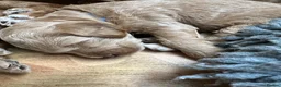 Mini Goldendoodle dogs for sale: High quality miniature Goldendoodles - Advert 15