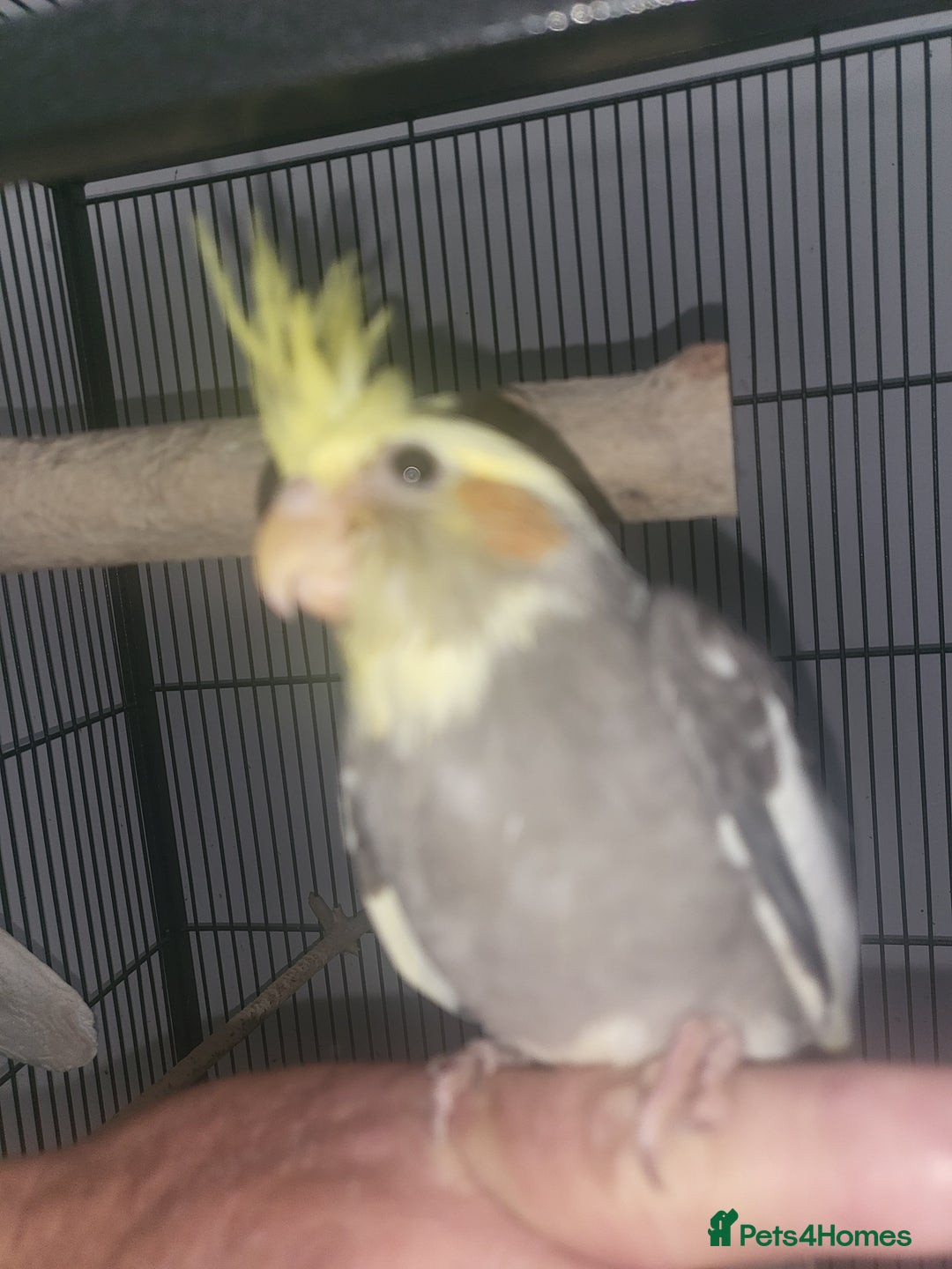 Cockatiels birds for sale: Deposit secures  - Image 4