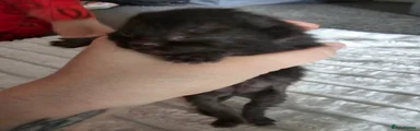 Mixed Breed Kitten 2