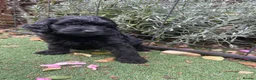 Cockapoo dogs for sale: F1 cockapoo curly black boy - Advert 14