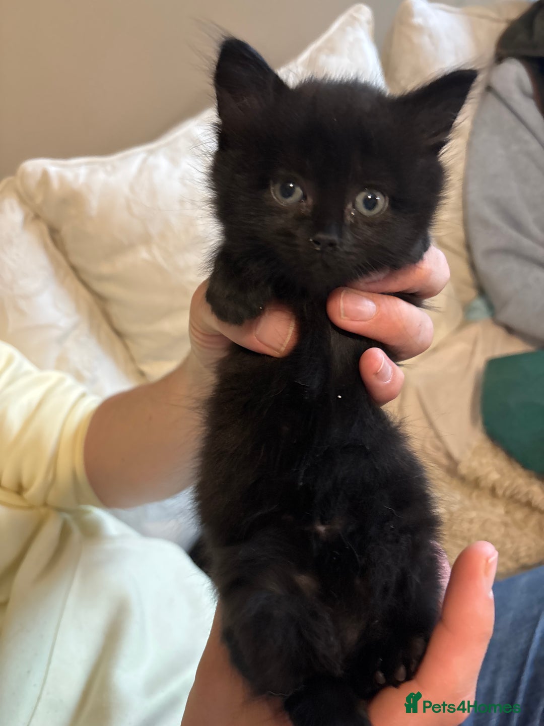 Mixed Breed cats for sale: Ragdoll/domestic shorthair  - Image 14