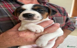 Mixed Breed dogs for sale: Jack Russell pups - Image 13