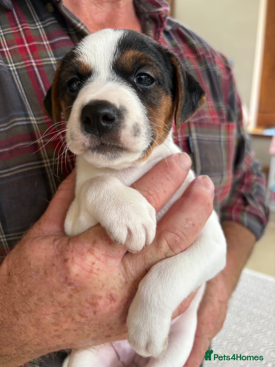 Mixed Breed dogs for sale: Jack Russell pups - Image 13