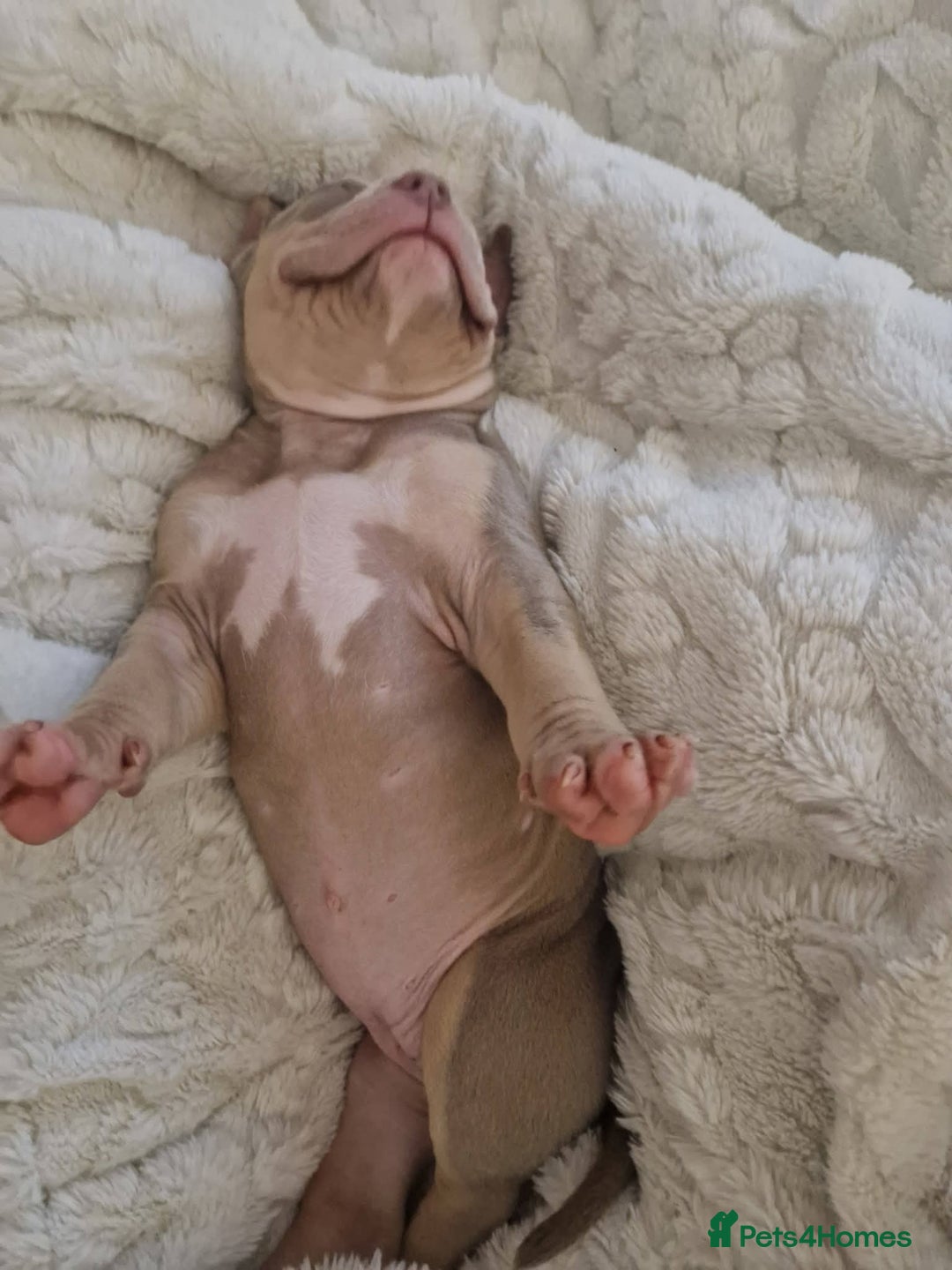 American Bully dogs for sale: ABKC best bloodline Ready to go Pocket Bully  - Advert 16