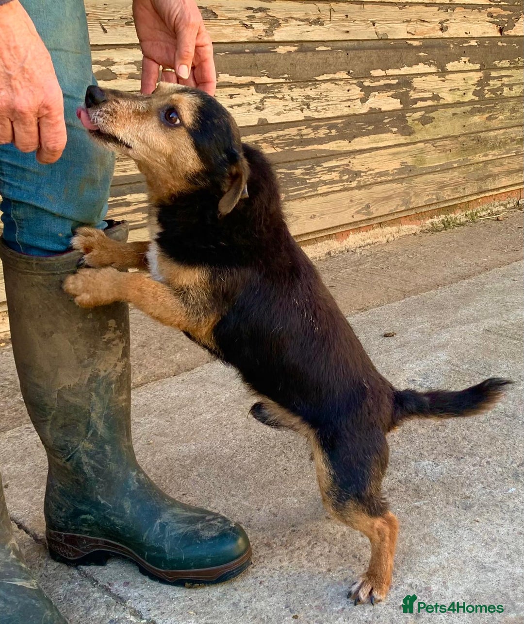 Jack Russell dogs for sale: Jack Russel Puppies - Advert 10