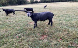 Sheep livestock for sale: Blue texel ram lambs  - Image 2