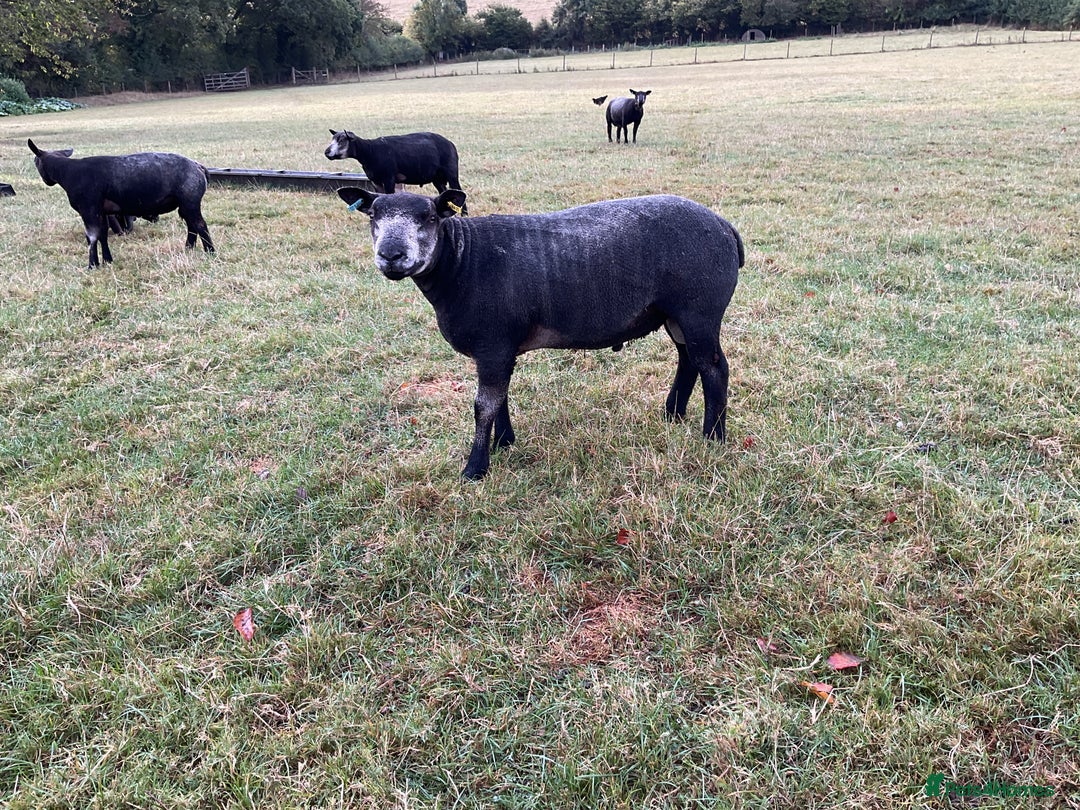 Sheep livestock for sale: Blue texel ram lambs  - Image 2