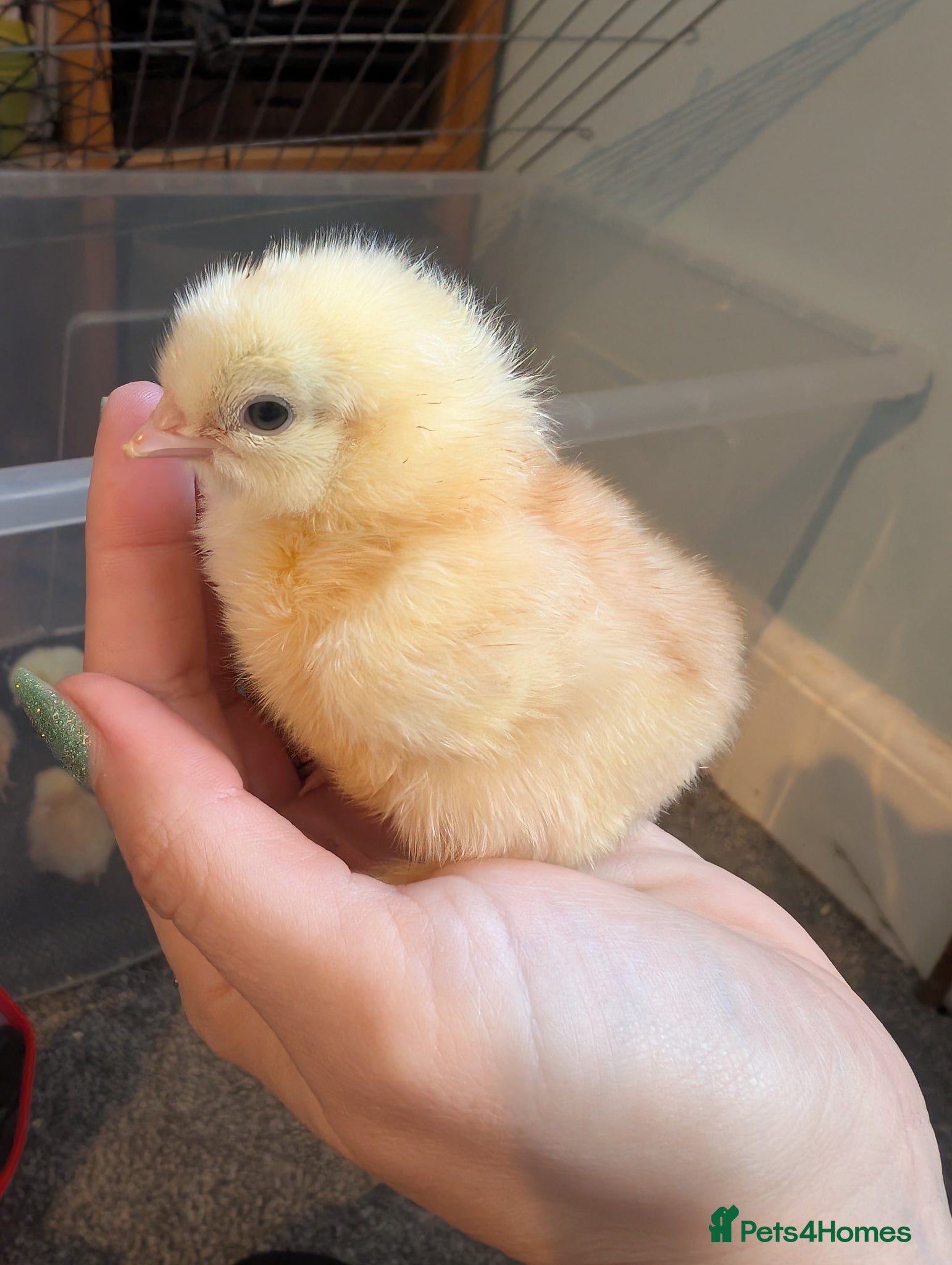 Chickens poultry Easter egger chicks from rainbow eggs 5 for £40 - Advert 22
