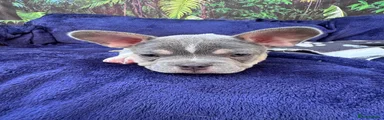 Mixed Breed Puppy 2