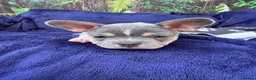 Mixed Breed dogs for sale: French bulldog x Yorkshire terrier - Advert 8