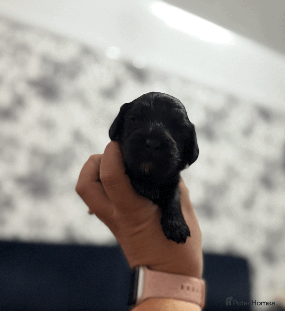 Cockapoo dogs for sale: Mirabelle's Enchanting Pups ✨ - Image 14