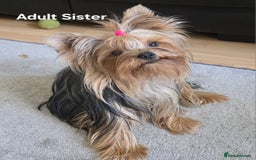 Yorkshire Terrier dogs for sale: KC registered Sweet Yorkshire terier puppies!!! - Image 9