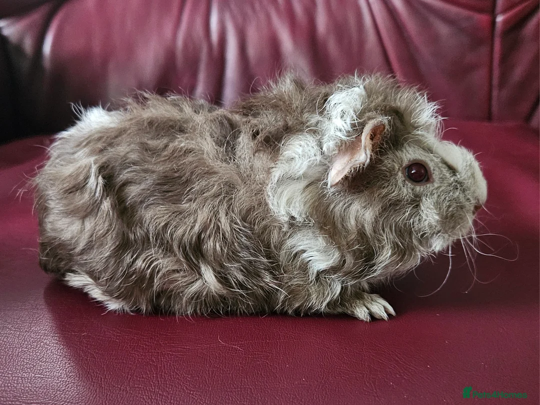 Guinea Pig rodents for sale: Beautiful funky babies - Advert 4