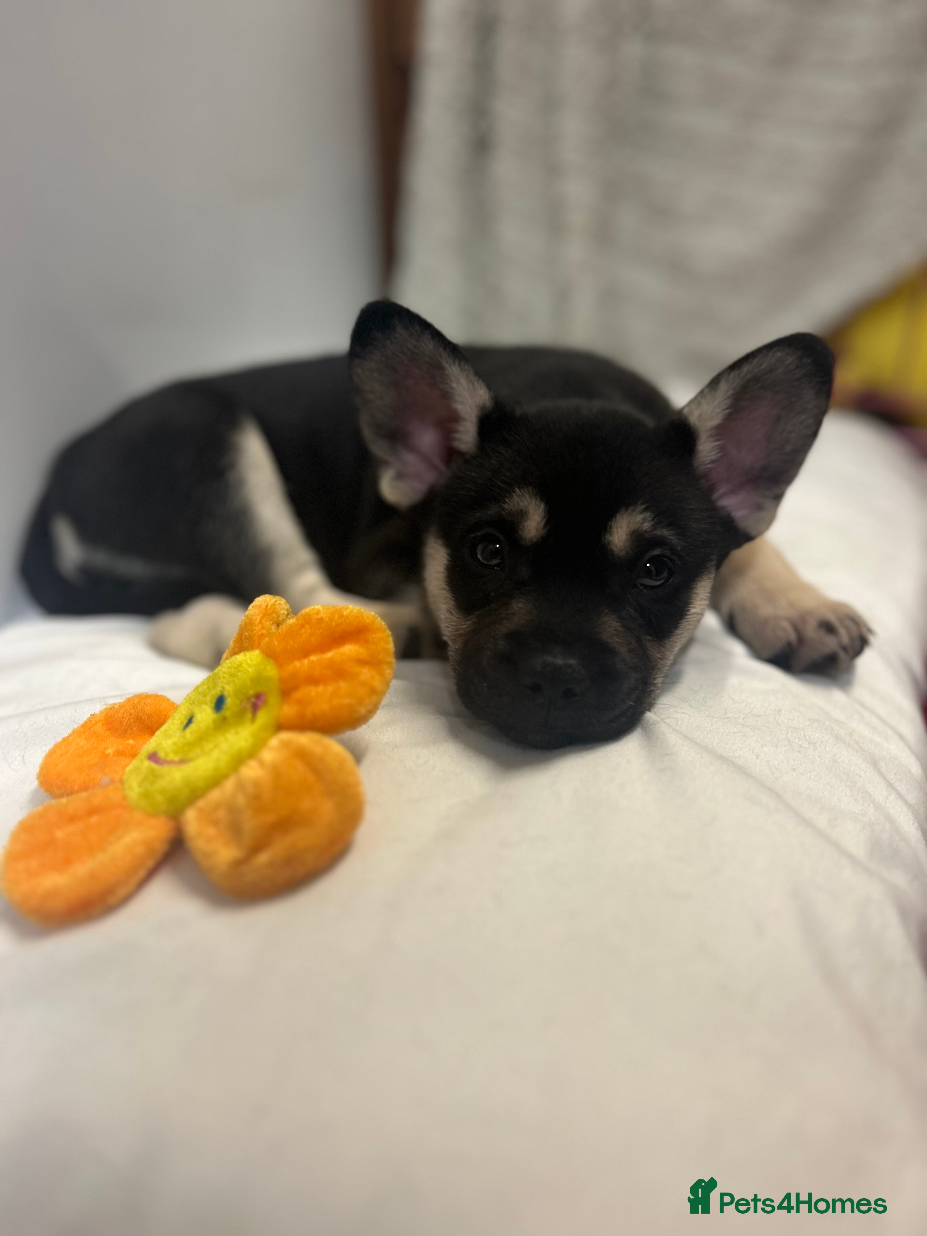 Mixed Breed dogs Gorgeous Alpha female pup  - Advert 1